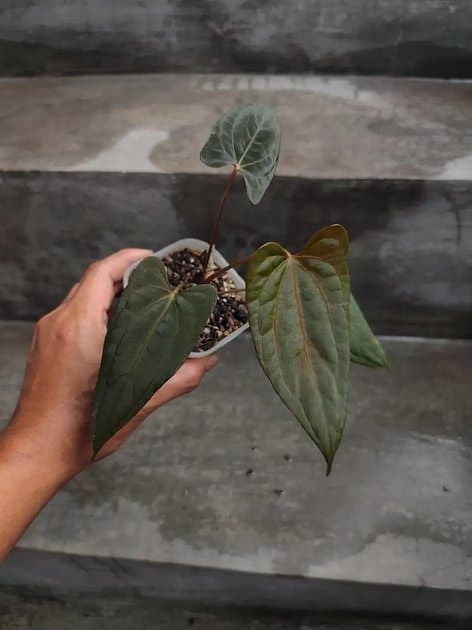 Super Galaxy — Anthuriums for sale on Inflos