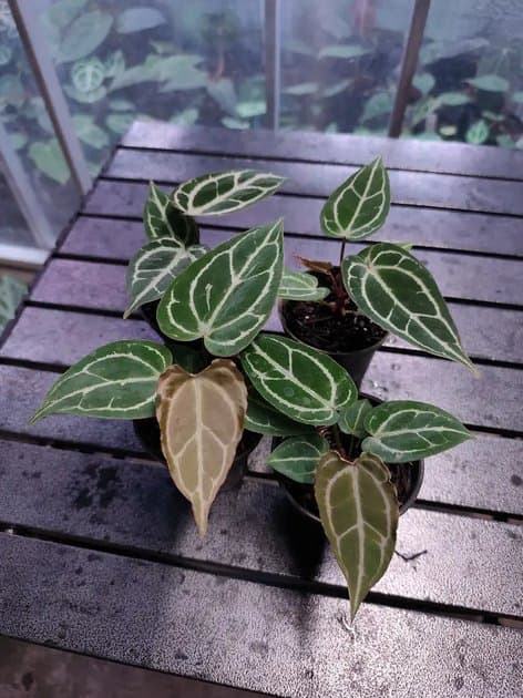 Cakra x Silver Butterfly — Anthuriums for sale on Inflos