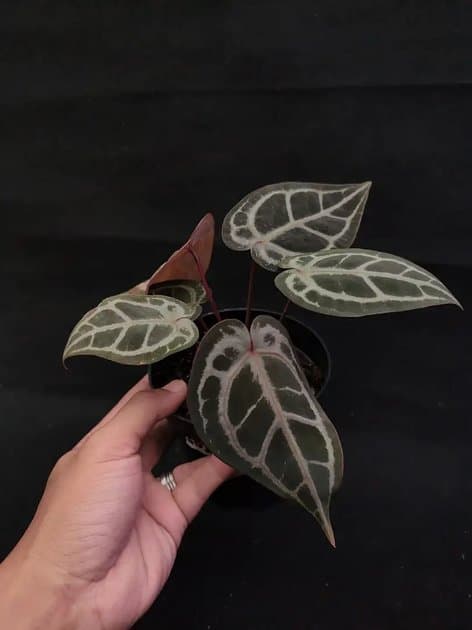 RC NSE x SKG Silver — Anthuriums for sale on Inflos