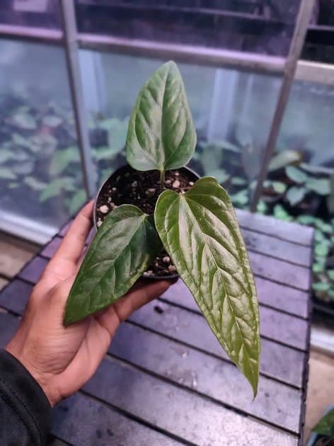 Moronense x Luxurians — Anthuriums for sale on Inflos