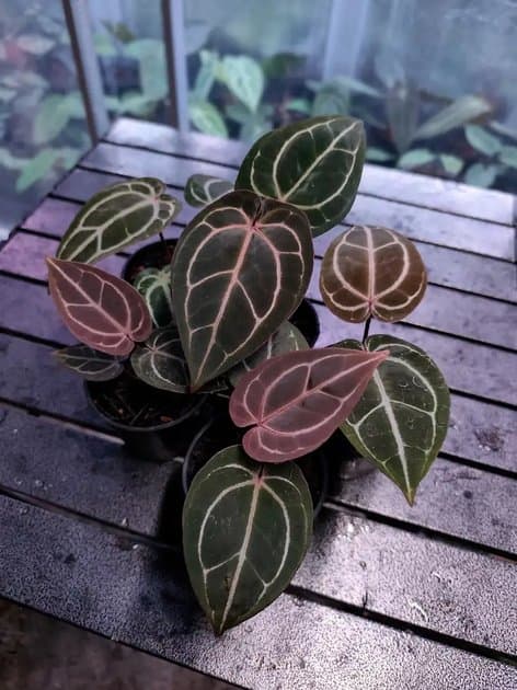 Crystallinum Purple x Michelle — Anthuriums for sale on Inflos