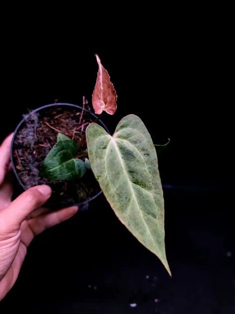 X-One x Galaxy — Anthuriums for sale on Inflos