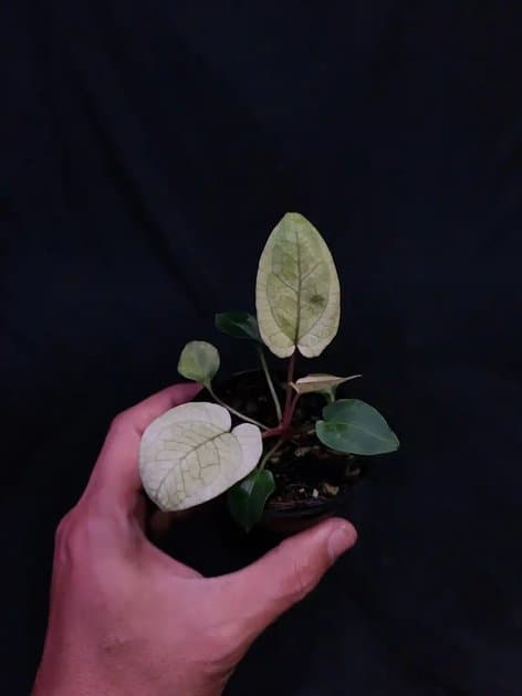 Blue Pap x RLxFS White Mint — Anthuriums for sale on Inflos