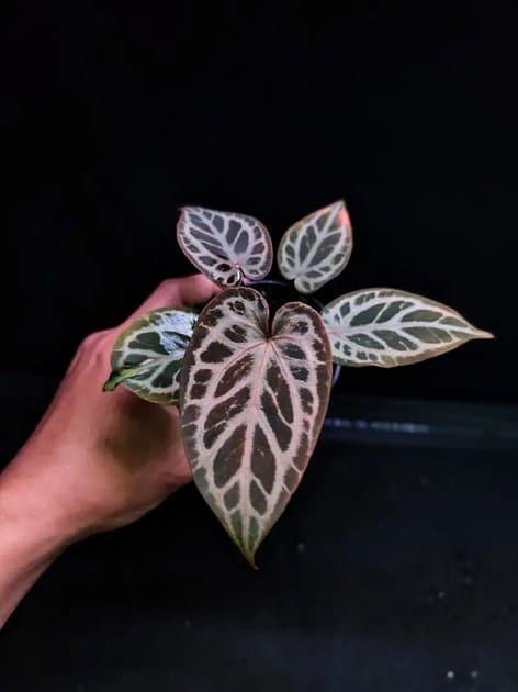 Purple Mystic — Anthuriums for sale on Inflos