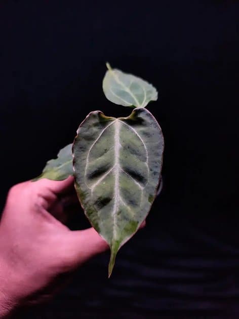 Carla x Muchlis Pap — Anthuriums for sale on Inflos