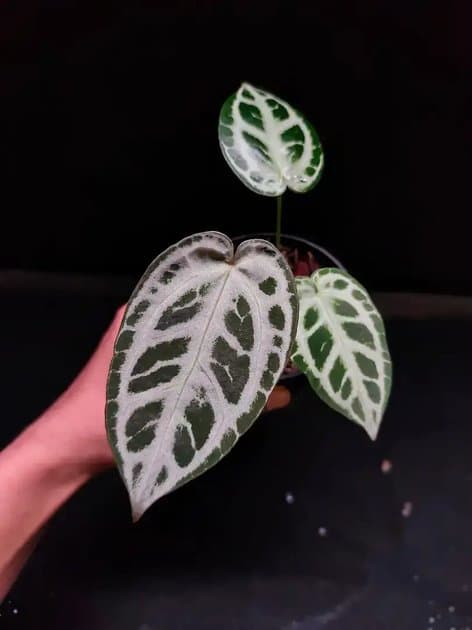 Red Tiger — Anthuriums for sale on Inflos