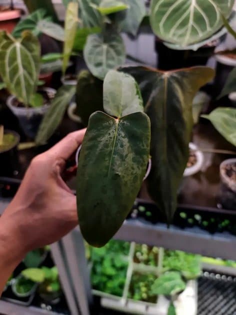 X-One x Portillae — Anthuriums for sale on Inflos