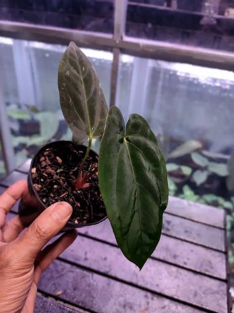 Goliath Porti x FS — Anthuriums for sale on Inflos