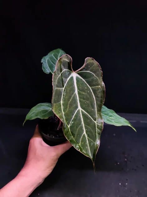 Carla x Muchlis Pap — Anthuriums for sale on Inflos