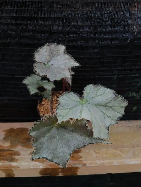 Begonia Sierra Silver Mist — Begonias for sale on Inflos