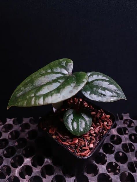 Anthurium Rvdp x Luxurian — Anthuriums for sale on Inflos