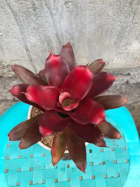 Bromelia Only One — Others for sale on Inflos
