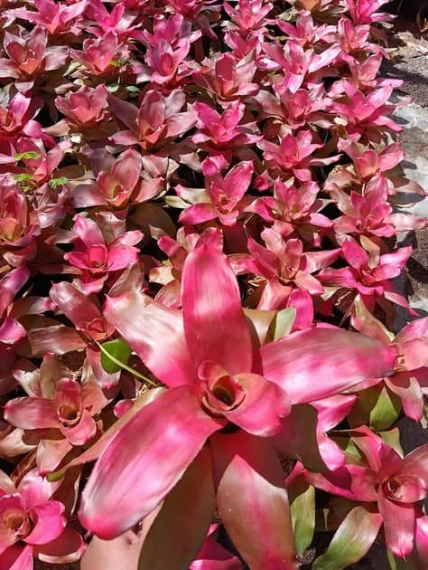 Bromeliad Deby Pink — Others for sale on Inflos