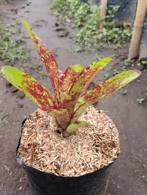 Bromellia Bareroots — Others for sale on Inflos