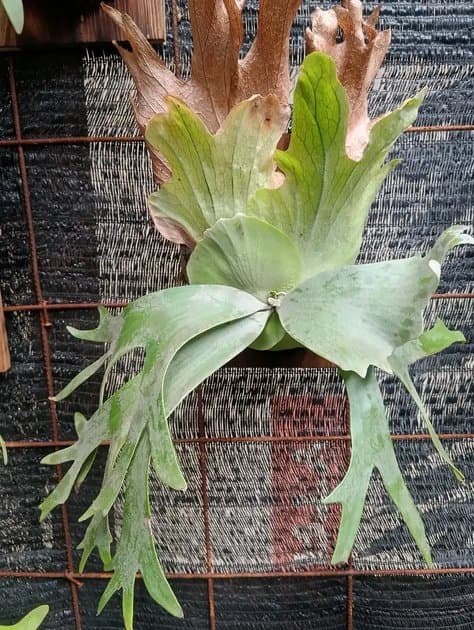 Platycerium Willincki — Platycerium for sale on Inflos