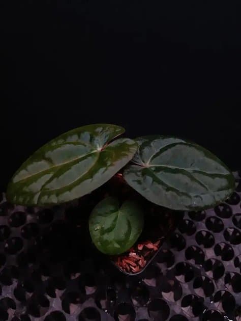 Anthurium Liberty x (Goliath x RVDP) — Anthuriums for sale on Inflos