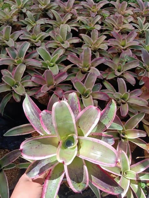 Bromeliad Morado — Others for sale on Inflos
