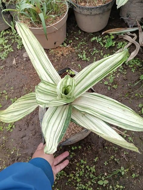 Bromelia Kitten Dust Mutation — Others for sale on Inflos