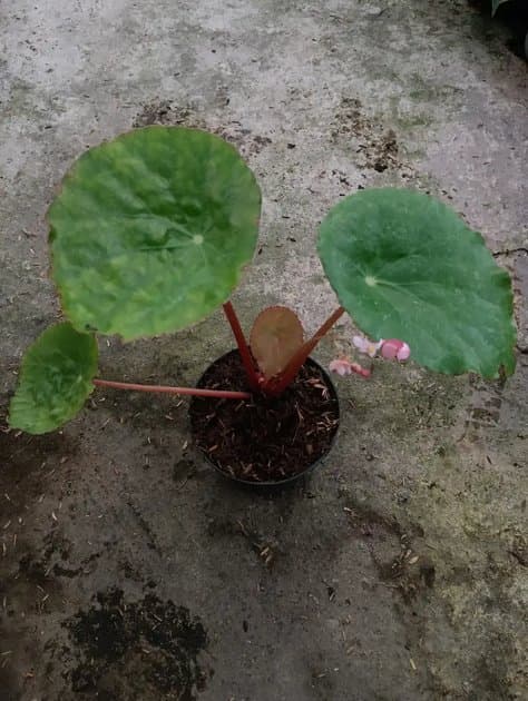 Begonia Sp Arjuno — Begonias for sale on Inflos