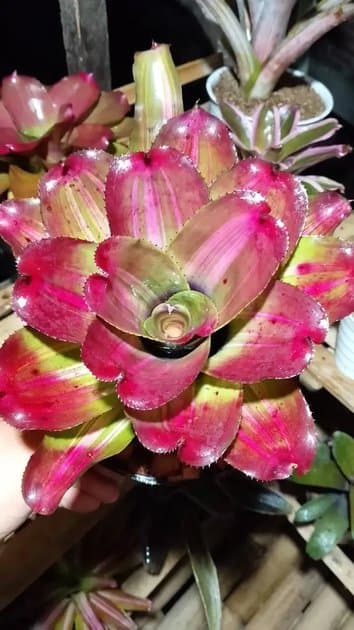 Bromelia Roy Special — Others for sale on Inflos