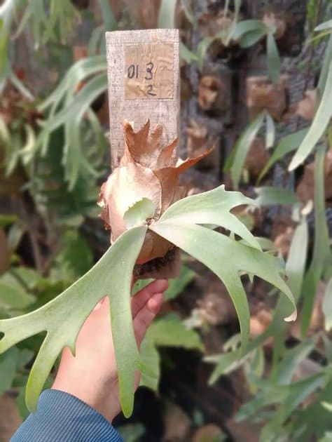 Platycerium Willincki I Ijen — Platycerium for sale on Inflos