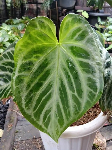 Anturium Silver Hope — Anthuriums for sale on Inflos