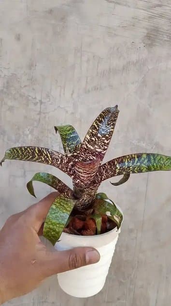 Vriesea Red Chesnut — Others for sale on Inflos