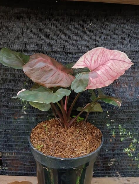 Alocasia Strawberry Ice — Alocasias for sale on Inflos