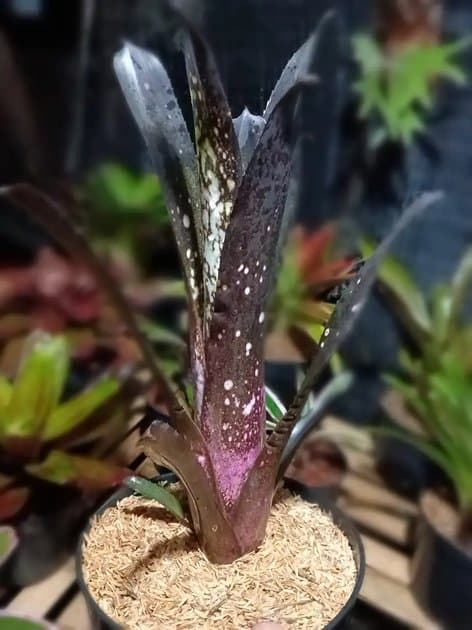Bromeliad Hallelujah Bareroot — Others for sale on Inflos
