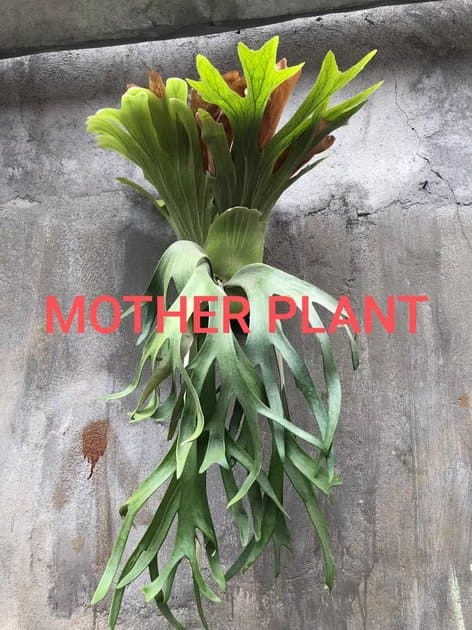 Platycerium Willinckii Arjuno — Platycerium for sale on Inflos