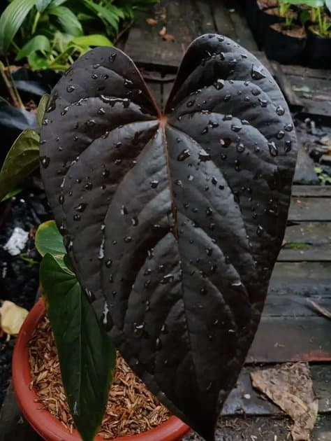 Anthurium Modeanum — Anthuriums for sale on Inflos