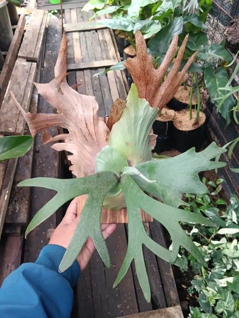 Platycerium Willincki — Platycerium for sale on Inflos
