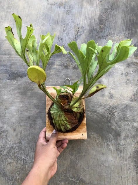 Platycerium Ridleyi Wild — Platycerium for sale on Inflos