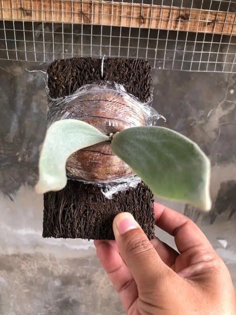 Platycerium Willincki I — Platycerium for sale on Inflos