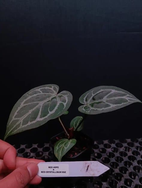 Anthurium Red Hope x Crystallinum NSE — Anthuriums for sale on Inflos