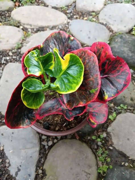 Codiaeum Varigatum Apple — Others for sale on Inflos