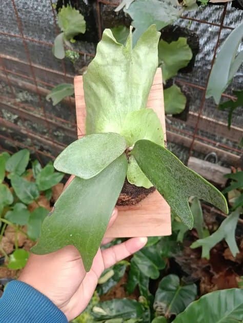 Platycerium Willincki — Platycerium for sale on Inflos