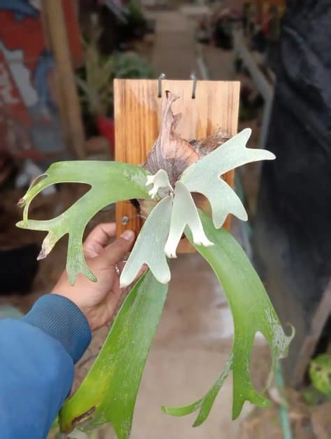 Platycerium Willinckii Ijen — Platycerium for sale on Inflos