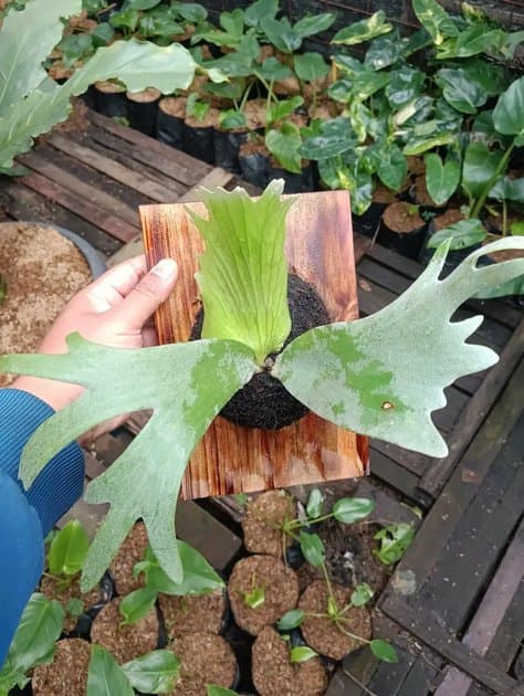 Platycerium Willincki — Platycerium for sale on Inflos