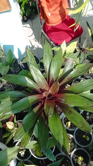 Guzmania — Others for sale on Inflos