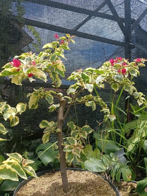 Bougenville Red Colour — Others for sale on Inflos