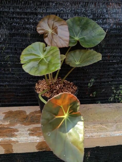 Begonia Nelumbiifolia — Begonias for sale on Inflos