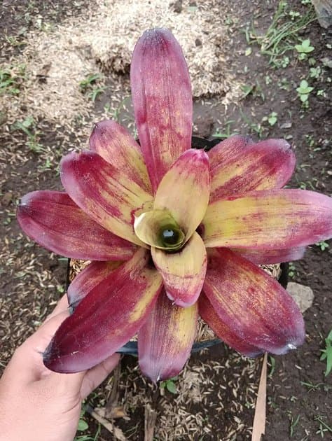 Bromellia Binggo Bareroots — Others for sale on Inflos
