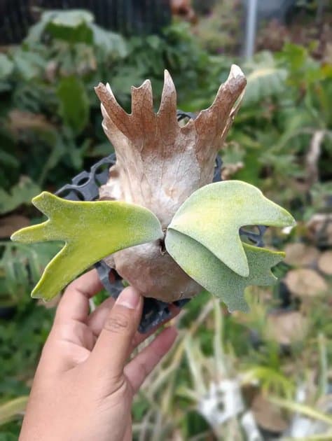 Platycerium Willinckii Ijen — Platycerium for sale on Inflos