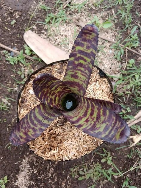 Bromellia Bareroots — Others for sale on Inflos