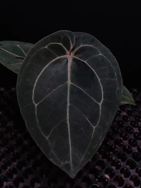 Anthurium Queen Of Ruby Hybrid — Anthuriums for sale on Inflos
