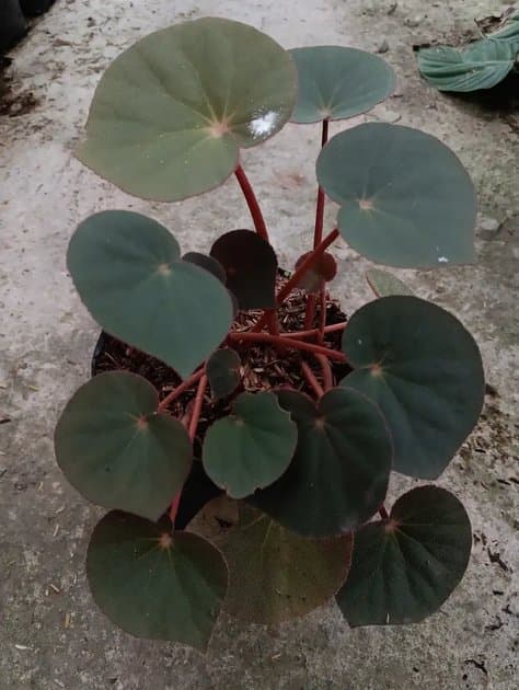 Begonia Red Carpet — Begonias for sale on Inflos
