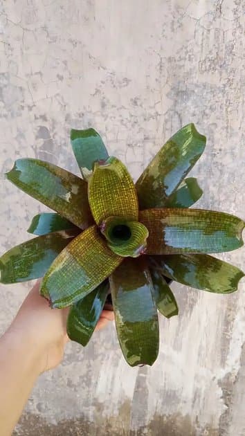 Vriesea Charlotte — Others for sale on Inflos