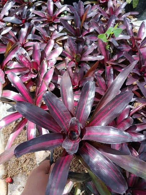Bromeliad Red Beauty — Others for sale on Inflos