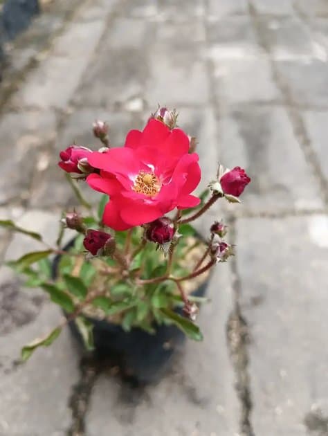 Mini Roses Red Velvet Colour — Others for sale on Inflos
